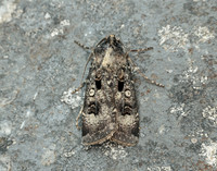 73.324 BF2090 Crescent Dart Agrotis trux