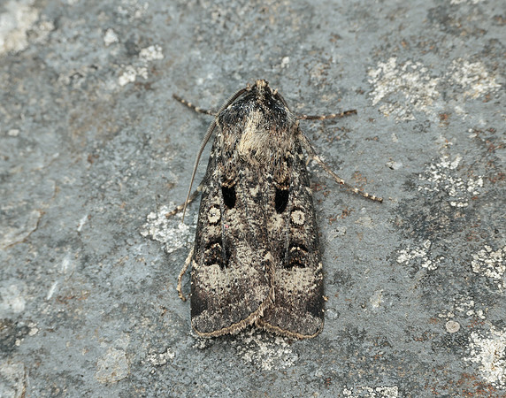 73.324 BF2090 Crescent Dart Agrotis trux