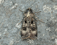 73.324 BF2090 Crescent Dart Agrotis trux