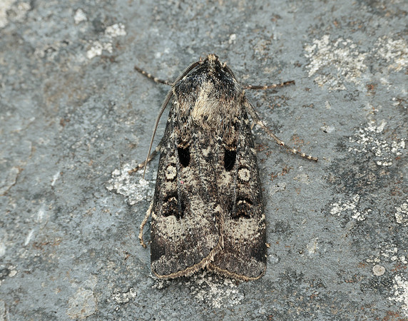 73.324 BF2090 Crescent Dart Agrotis trux