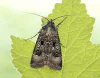 73.324 BF2090 Crescent Dart Agrotis trux