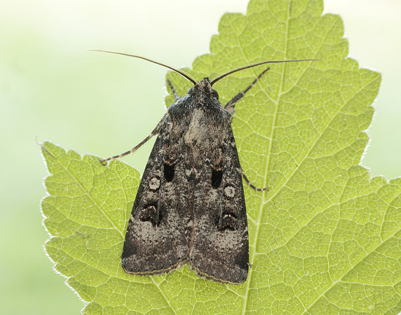73.324 BF2090 Crescent Dart Agrotis trux