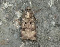 73.324 BF2090 Crescent Dart Agrotis trux