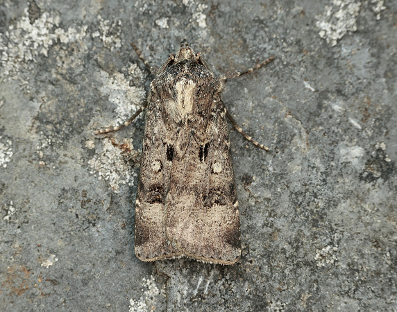 73.324 BF2090 Crescent Dart Agrotis trux