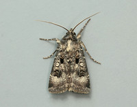 73.324 BF2090 Crescent Dart Agrotis trux