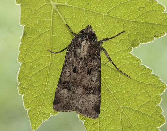 73.324 BF2090 Crescent Dart Agrotis trux