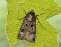 73.324 BF2090 Crescent Dart Agrotis trux