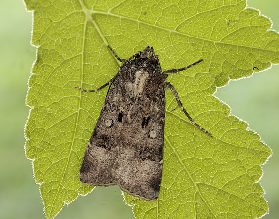 73.324 BF2090 Crescent Dart Agrotis trux