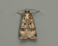73.324 BF2090 Crescent Dart Agrotis trux