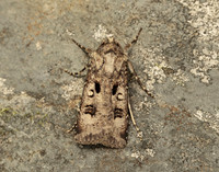 73.324 BF2090 Crescent Dart Agrotis trux