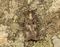 73.324 BF2090 Crescent Dart Agrotis trux