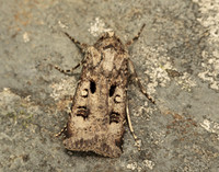 73.324 BF2090 Crescent Dart Agrotis trux