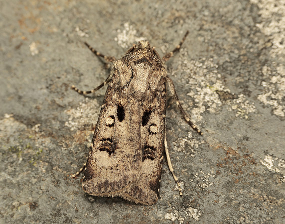 73.324 BF2090 Crescent Dart Agrotis trux