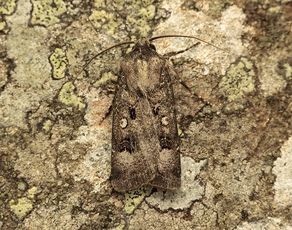 73.324 BF2090 Crescent Dart Agrotis trux