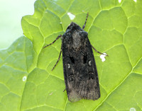 73.324 BF2090 Crescent Dart Agrotis trux