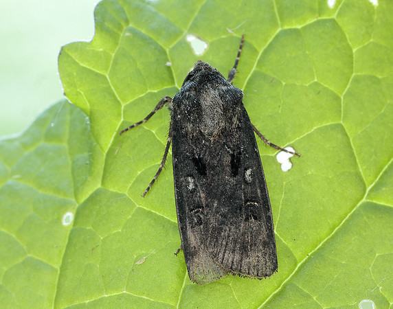 73.324 BF2090 Crescent Dart Agrotis trux
