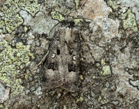 73.324 BF2090 Crescent Dart Agrotis trux