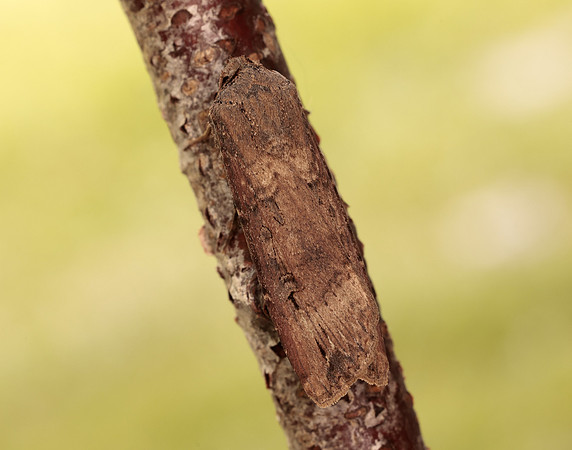 73.327 BF2091 Dark Sword-grass Agrotis ipsilon