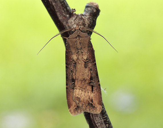 73.327 BF2091 Dark Sword-grass Agrotis ipsilon