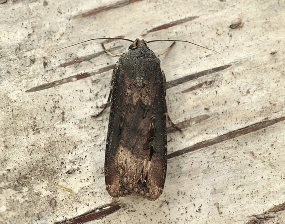 73.327 BF2091 Dark Sword-grass Agrotis ipsilon