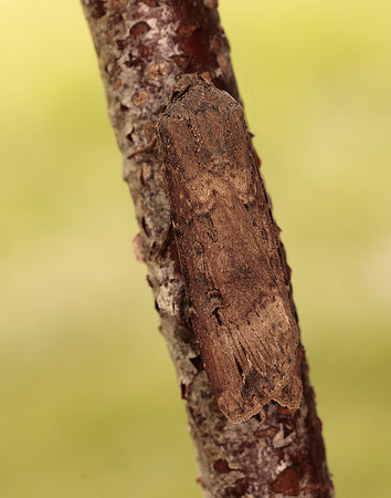 73.327 BF2091 Dark Sword-grass Agrotis ipsilon