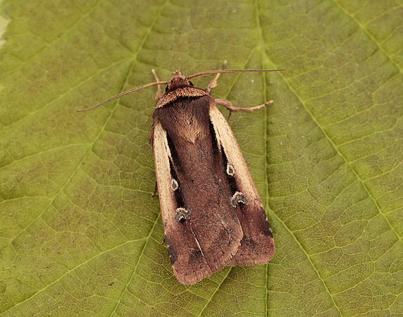 73.329 BF2102 Flame Shoulder Ochropleura plecta