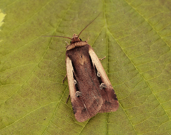 73.329 BF2102 Flame Shoulder Ochropleura plecta