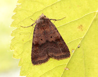 73.331 BF2121 Barred Chestnut Diarsia dahlii