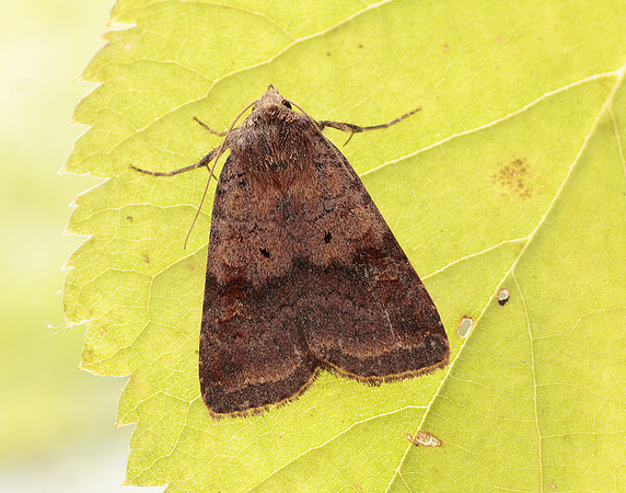 73.331 BF2121 Barred Chestnut Diarsia dahlii