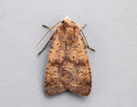 73.331 BF2121 Barred Chestnut Diarsia dahlii