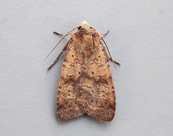 73.331 BF2121 Barred Chestnut Diarsia dahlii