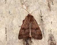 73.331 BF2121 Barred Chestnut Diarsia dahlii