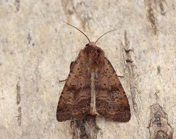 73.331 BF2121 Barred Chestnut Diarsia dahlii