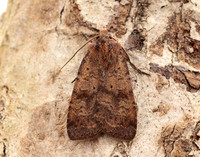 73.331 BF2121 Barred Chestnut Diarsia dahlii