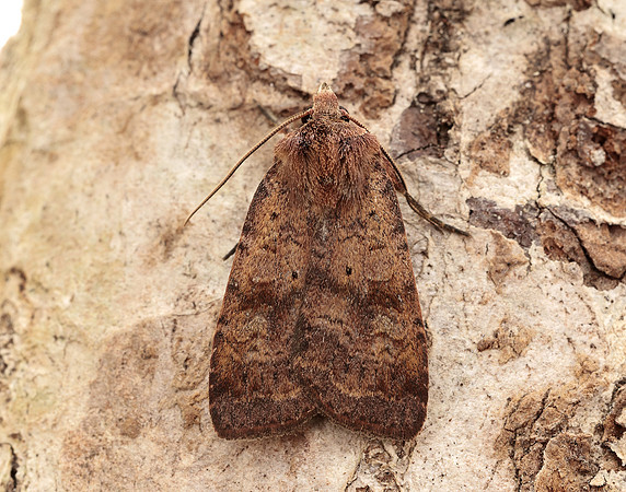 73.331 BF2121 Barred Chestnut Diarsia dahlii