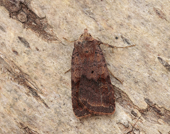 73.331 BF2121 Barred Chestnut Diarsia dahlii