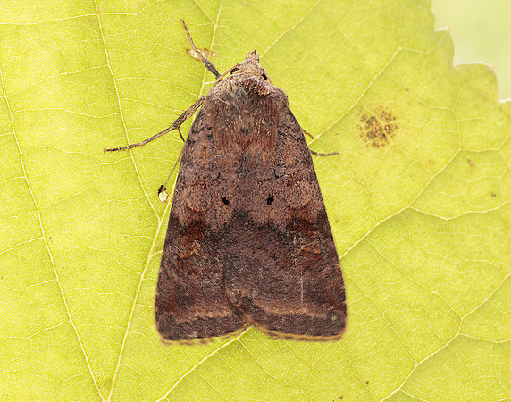 73.331 BF2121 Barred Chestnut Diarsia dahlii