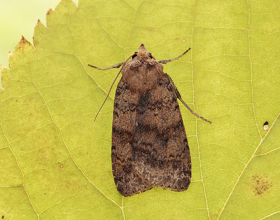 73.331 BF2121 Barred Chestnut Diarsia dahlii