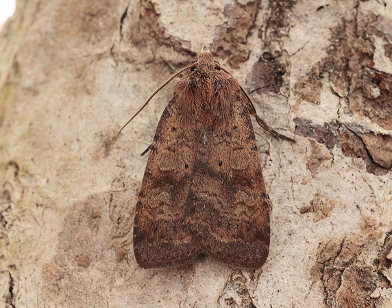 73.331 BF2121 Barred Chestnut Diarsia dahlii