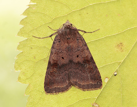 73.331 BF2121 Barred Chestnut Diarsia dahlii