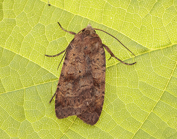 73.331 BF2121 Barred Chestnut Diarsia dahlii