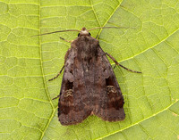 73.332 BF2122 Purple Clay Diarsia brunnea