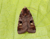 73.332 BF2122 Purple Clay Diarsia brunnea