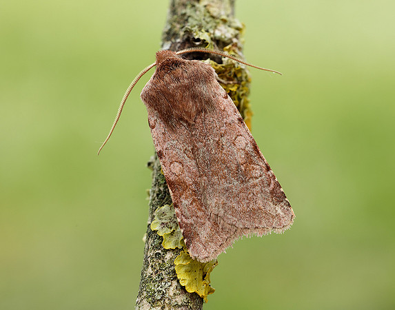 73.336 BF2139 Red Chestnut Cerastis rubricosa