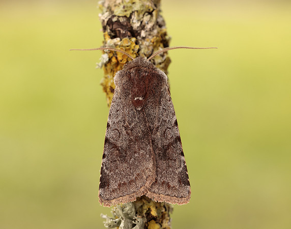 73.336 BF2139 Red Chestnut Cerastis rubricosa