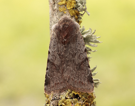 73.336 BF2139 Red Chestnut Cerastis rubricosa