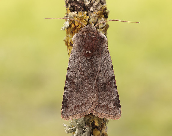 73.336 BF2139 Red Chestnut Cerastis rubricosa