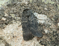 73.341 BF2104 Northern Rustic Standfussiana lucernea