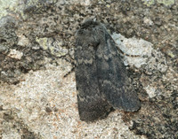 73.341 BF2104 Northern Rustic Standfussiana lucernea