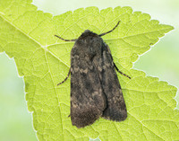 73.341 BF2104 Northern Rustic Standfussiana lucernea